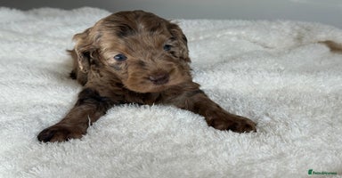Cockapoo dogs - Advert 10