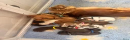 Cocker Spaniel dogs for sale: KC reg Show-type Chocolate & Choc Sable puppies in Brecon - Advert 31