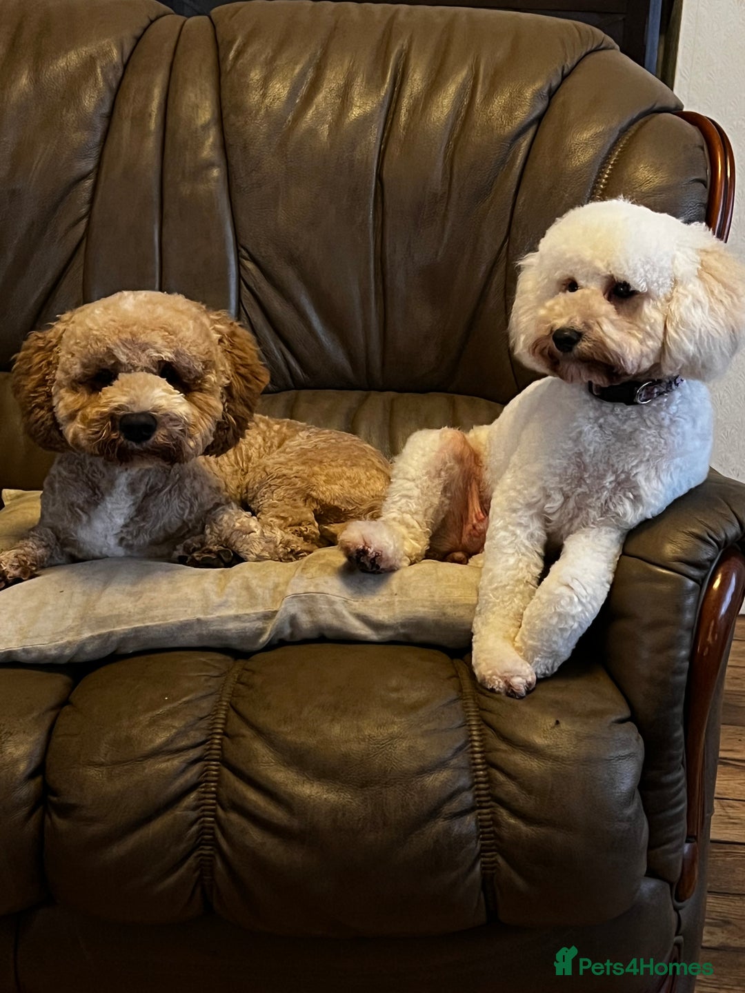 Cockapoo dogs for stud: T2 Cockerpoo for Stud - Advert 3