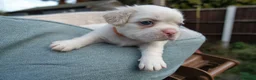 French Bulldog dogs for sale: RARE FLUFFY FRENCH BULLDOGS | 5KC REG | DNA CERT - Advert 17