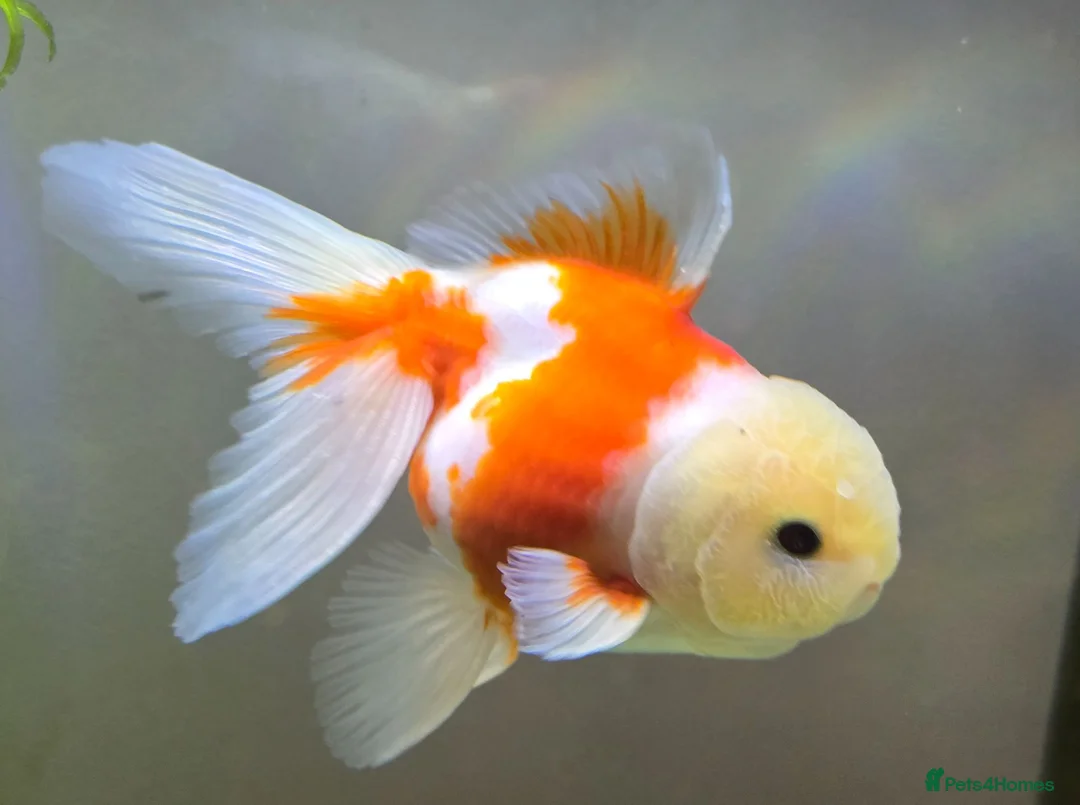 Goldfish fish for sale: Goldfish in Kingston upon Thames - Advert 2