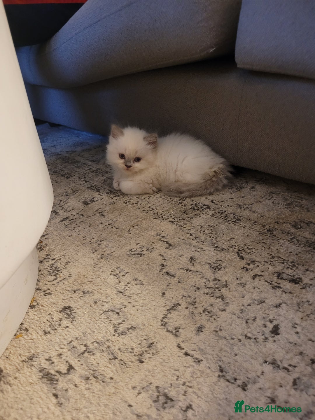Persian cats for sale: 5 Gorgeous Persian Kittens up for sale! - Image 8
