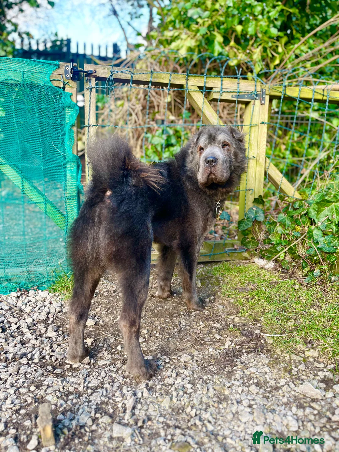 Shar Pei dogs for stud: Ziggy blue bearcoat open for stud🔥💙 - Advert 6