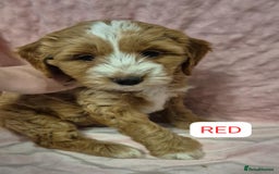 Cockapoo dogs for sale: Gorgeous cockapoo puppies. - Image 9