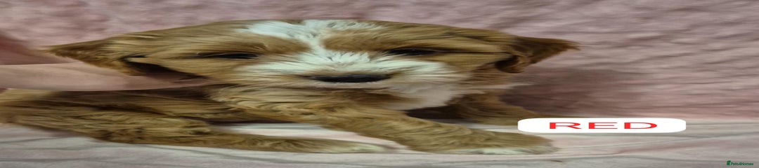Cockapoo Puppy 2/Crumpet