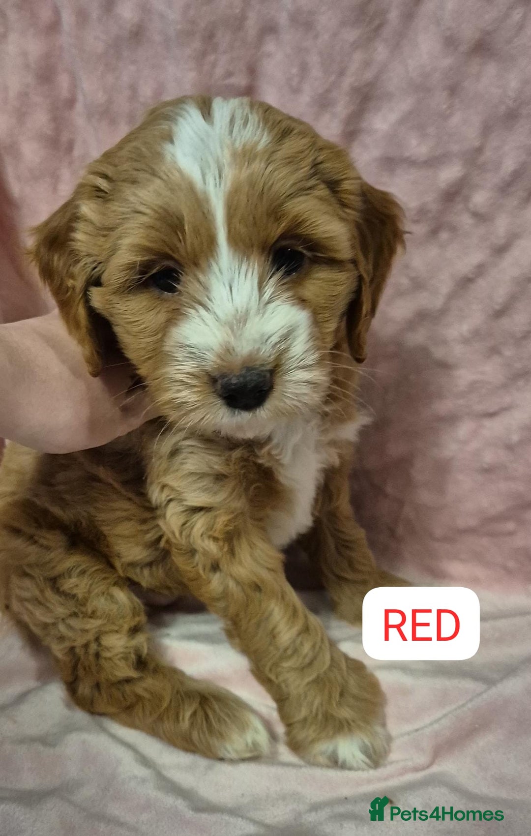Cockapoo dogs for sale: Gorgeous cockapoo puppies. - Image 9