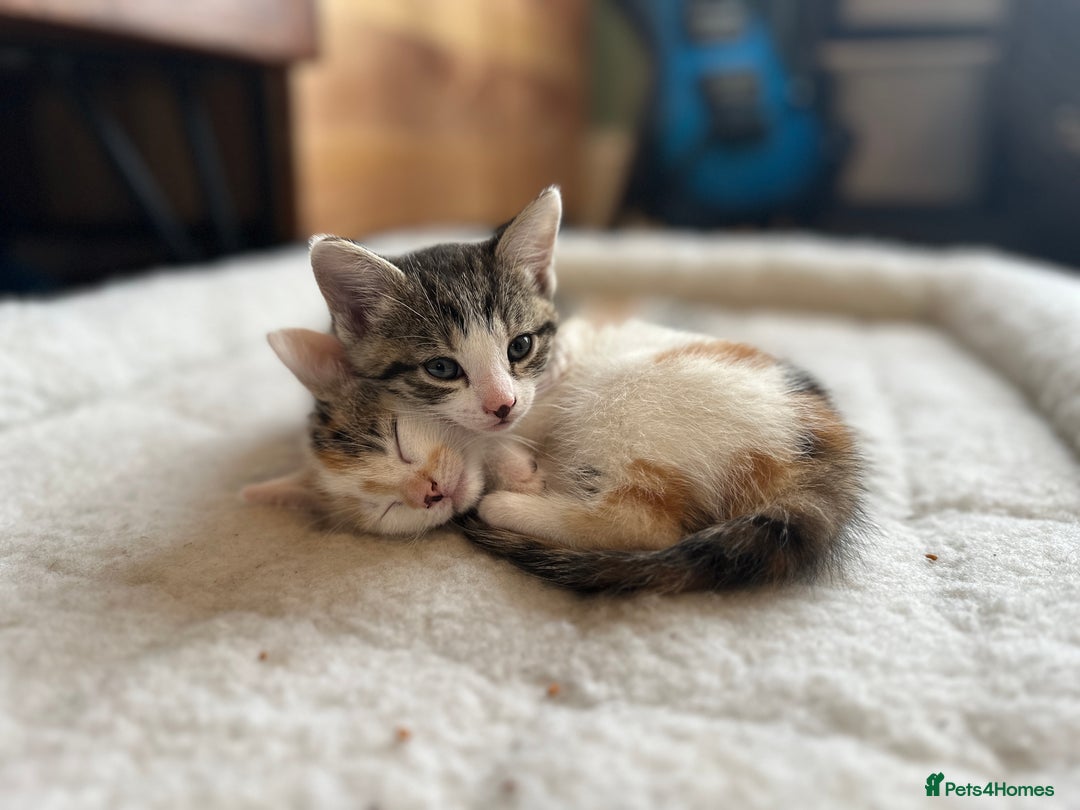 British Shorthair cats for sale: 4 adorable 9 week old kittens for sale - Image 10