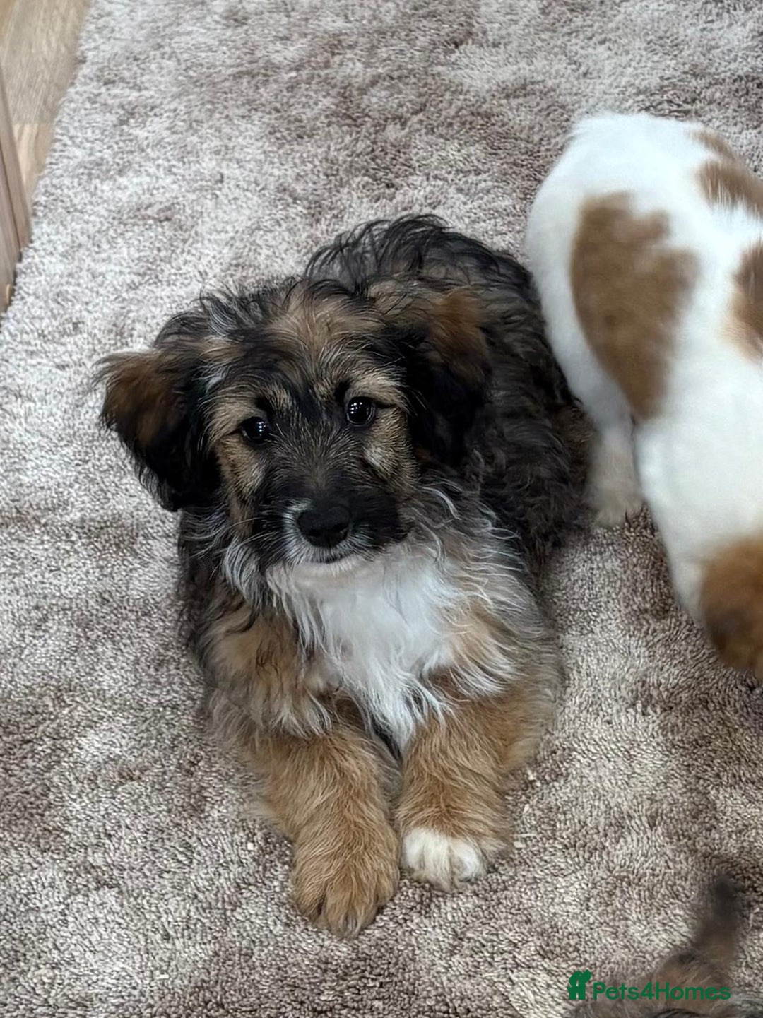 Jack Russell dogs for sale: Jack Russell Puppies… - Advert 13