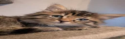 Maine Coon cats for sale: 🩵🩷Maine coon cross kitty's ready now 🩷🩵 - Advert 15