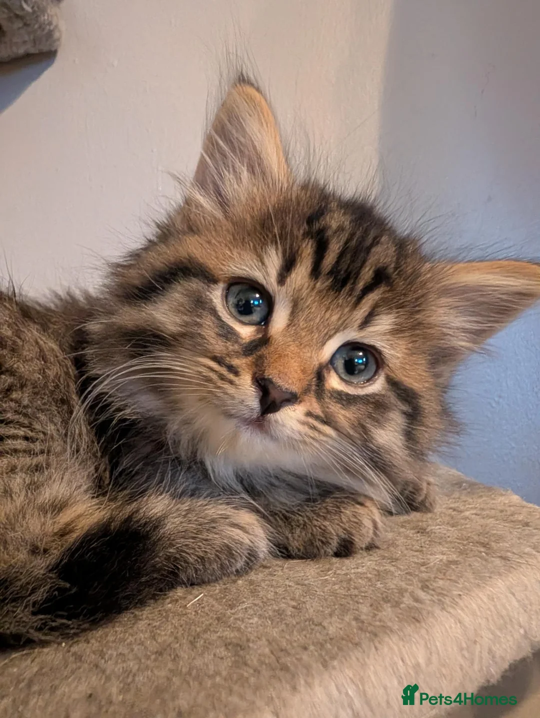 Maine Coon cats for sale: 🩵🩷Maine coon cross kitty's ready now 🩷🩵 - Advert 15
