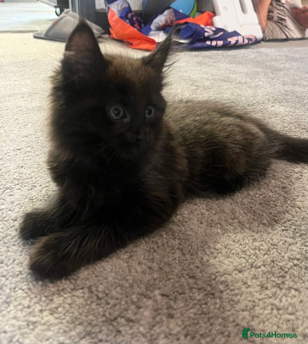 Maine Coon cats for sale: XL Maine Coon Kittens - Image 3