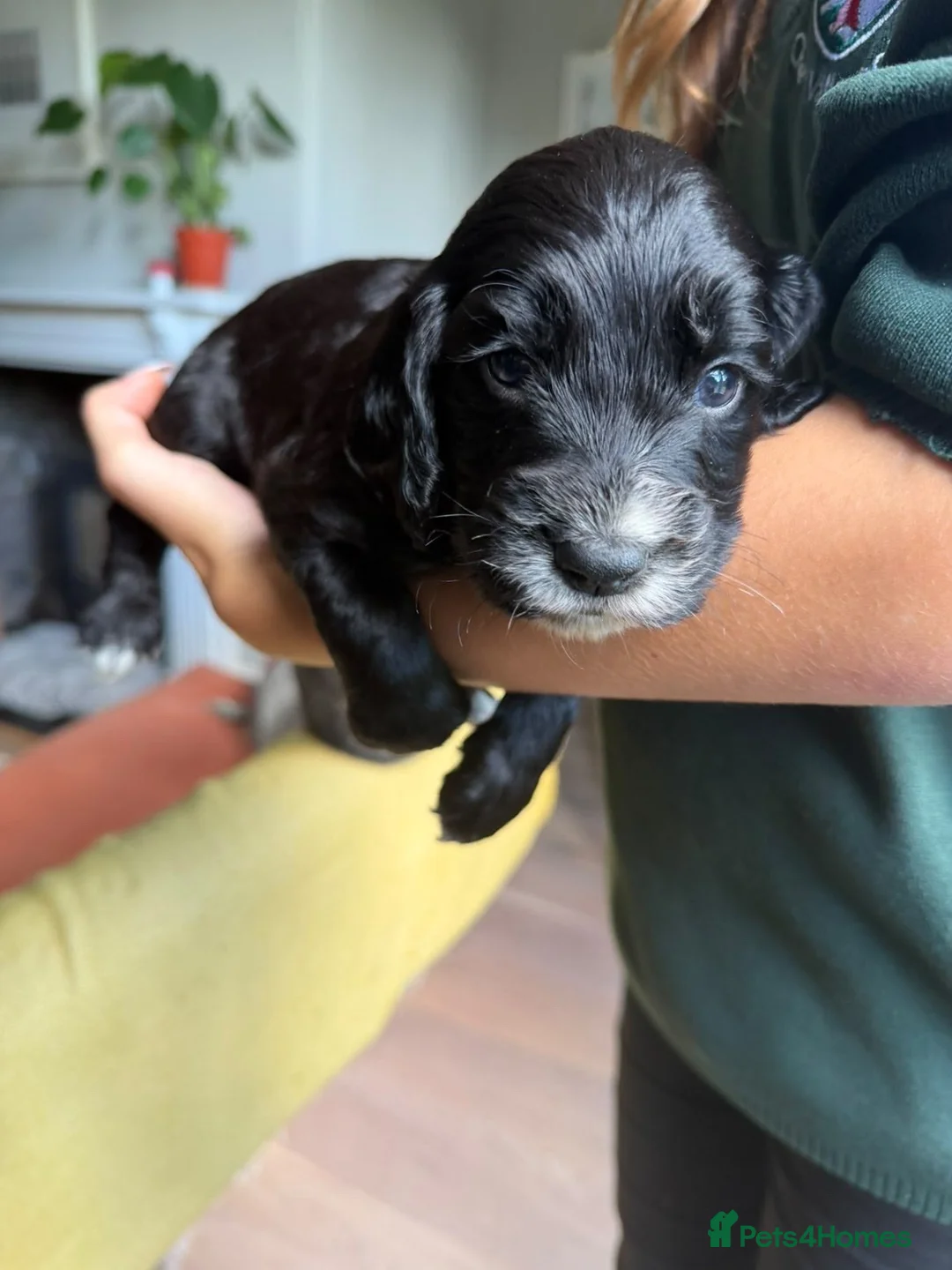 Cocker Spaniel dogs for sale: KC REGISTERED WORKING COCKER SPANIEL PUPPIES - Advert 2