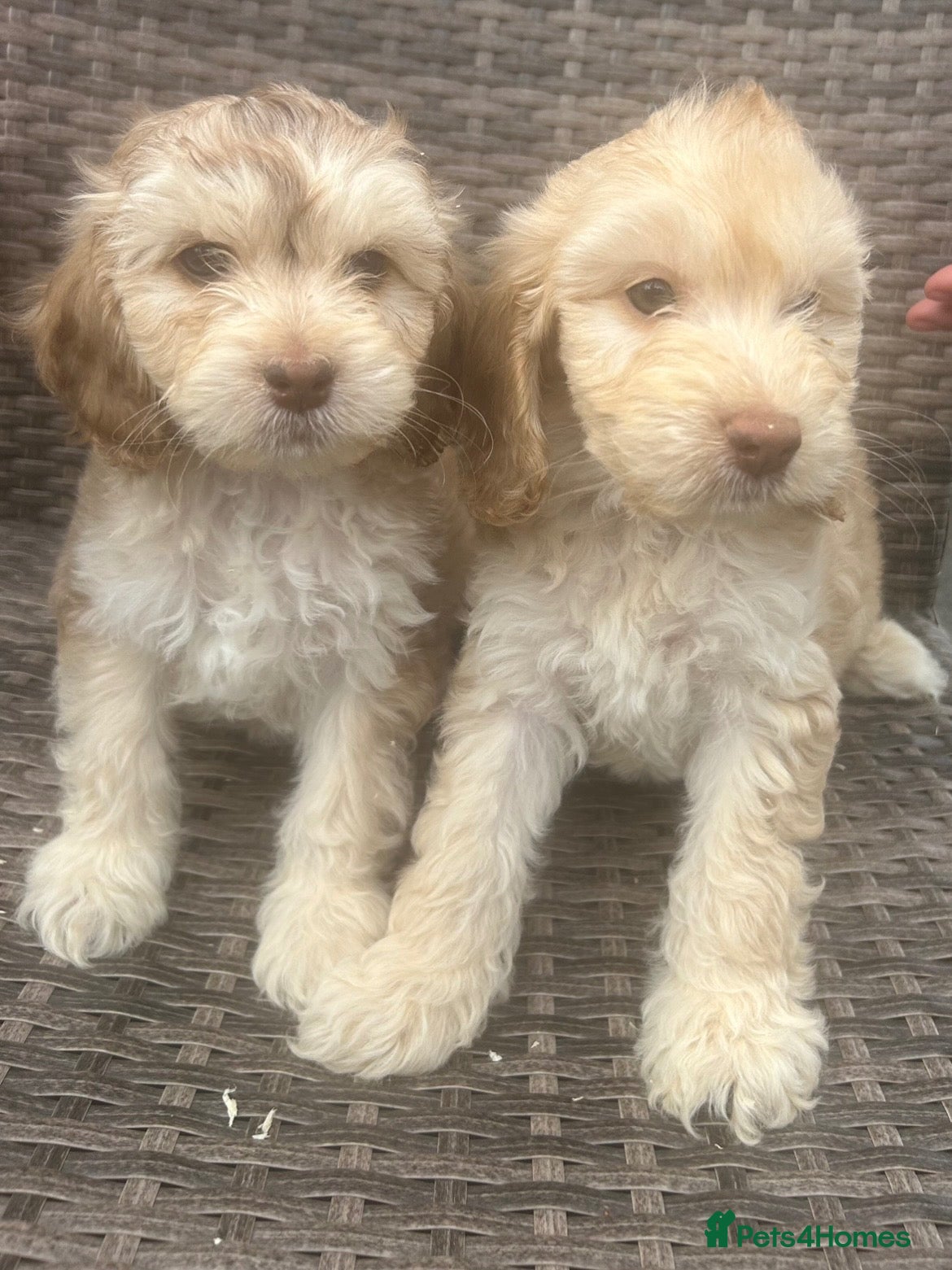 Cockapoo dogs Cockapoo puppies - Advert 1