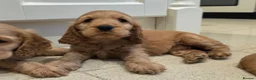 Cocker Spaniel dogs for sale: SHOW TYPE COCKER SPANIELS  - Advert 1