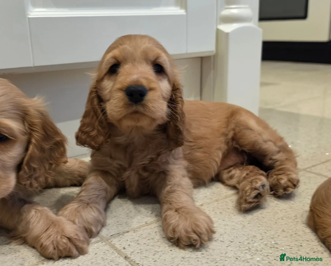 Cocker Spaniel dogs for sale: SHOW TYPE COCKER SPANIELS  - Advert 1