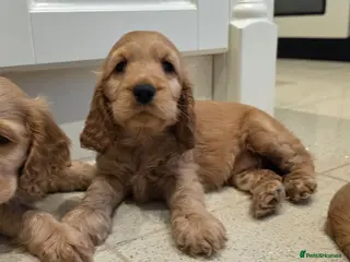 Cocker Spaniel dogs SHOW TYPE COCKER SPANIELS - Advert 6