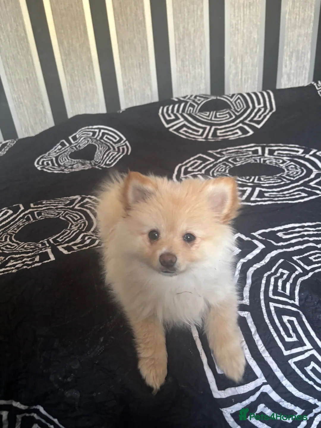 Pomeranian dogs for sale: £950• LAST GIRL LOOKING FOR GOOD HOME  - Advert 2