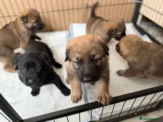 Mixed Breed dogs Stunning German Shepherd x Belgian Malinois Litter - Advert 5