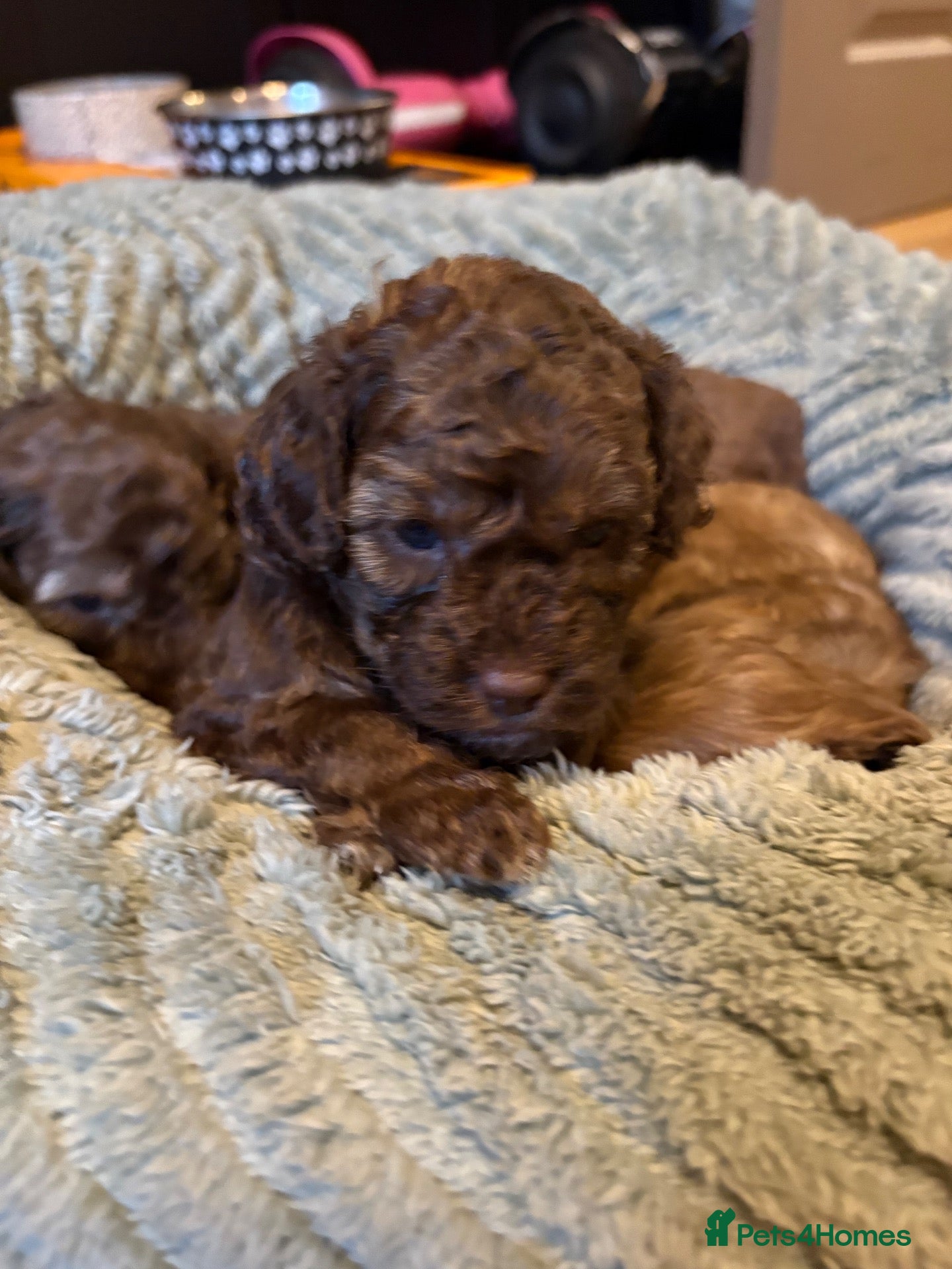 Cockapoo dogs F1B chocolate cockapoos  - Advert 14