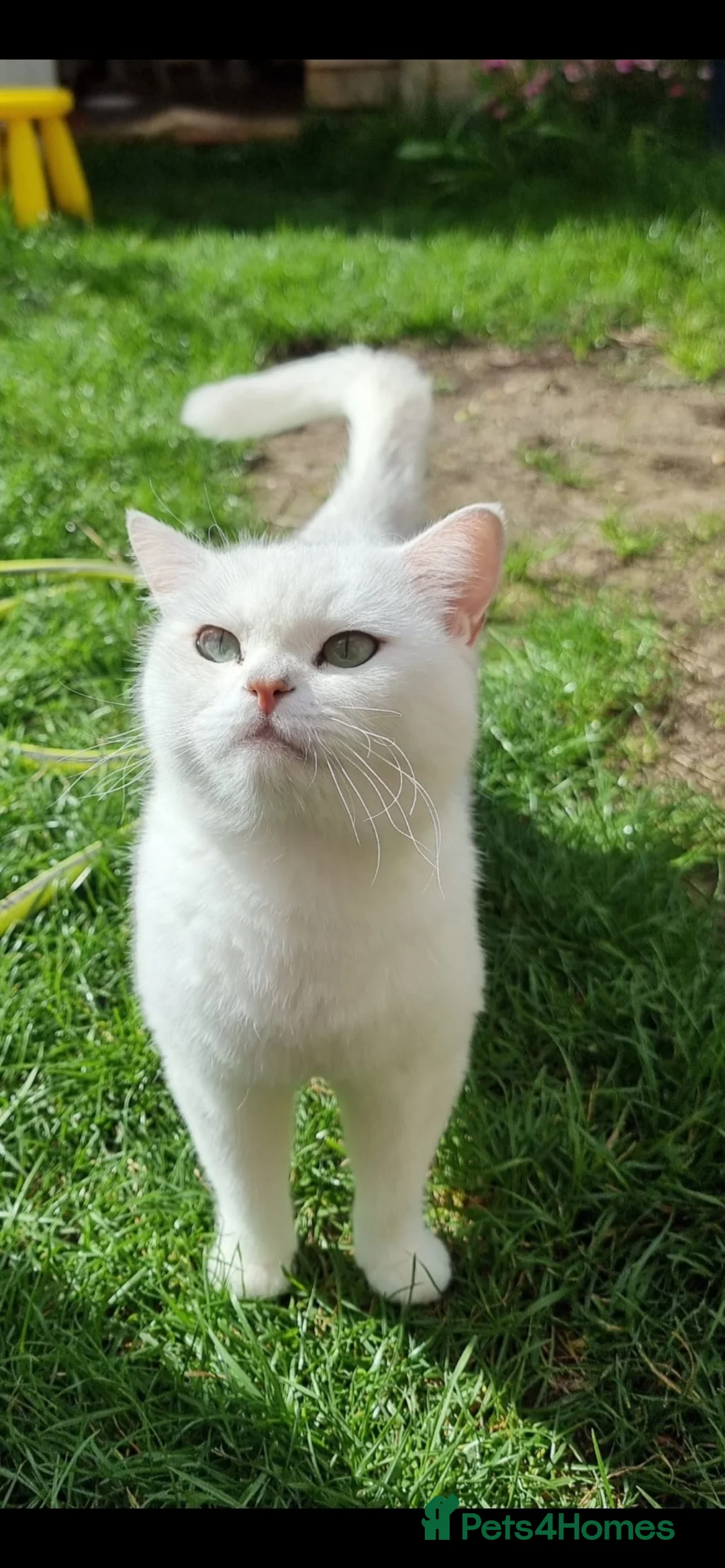 British Shorthair cats for sale: ❤️👑QUEEN CHINCHILLA SILVER BRITISH SHORTHAIR  - Advert 2