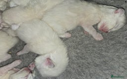 Ragdoll cats for sale: GCCF Beautiful Ragdoll Kittens - Image 26