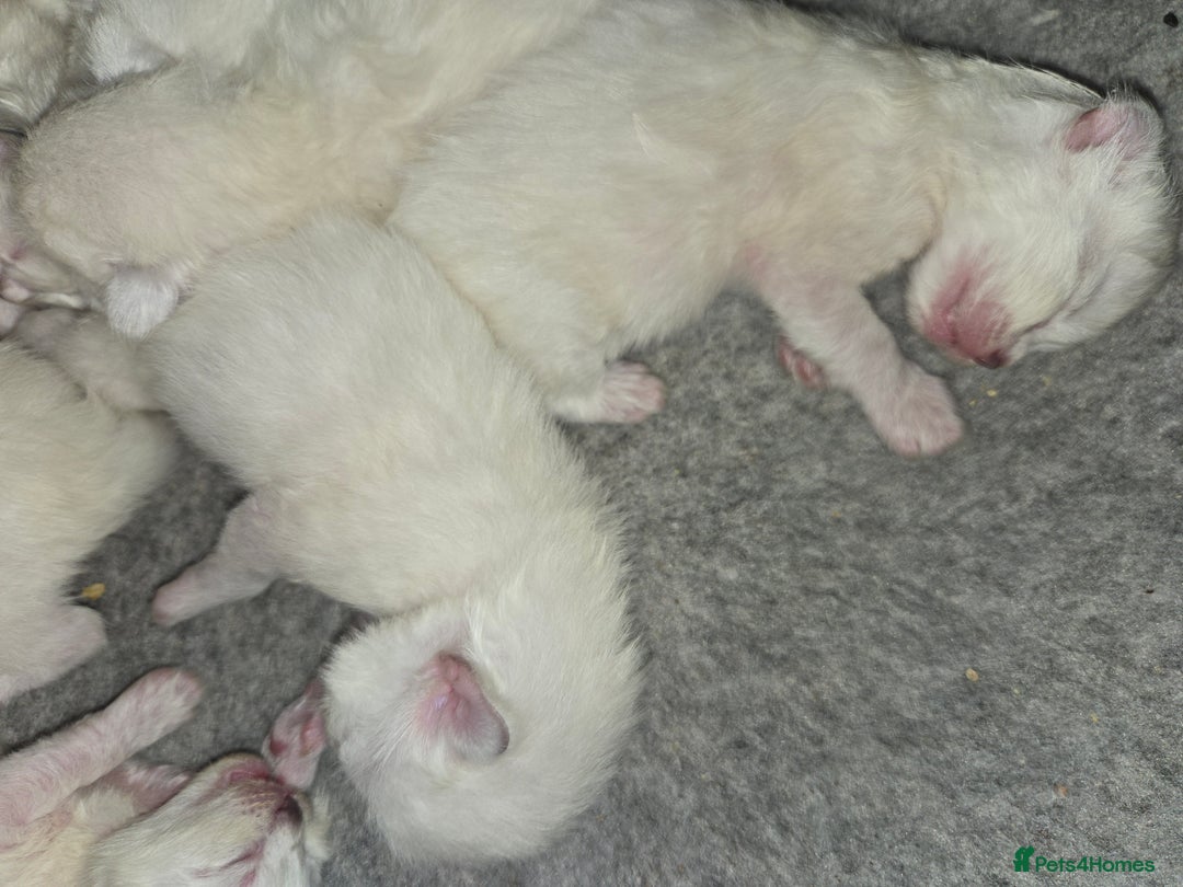 Ragdoll cats for sale: GCCF Beautiful Ragdoll Kittens - Image 26