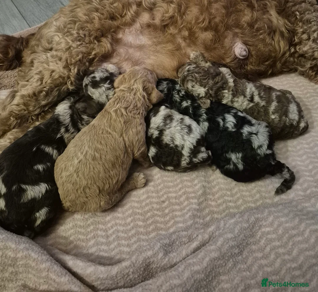 Cockapoo dogs for sale: Ready to go Stunning F1b Merle cockapoos  - Advert 2