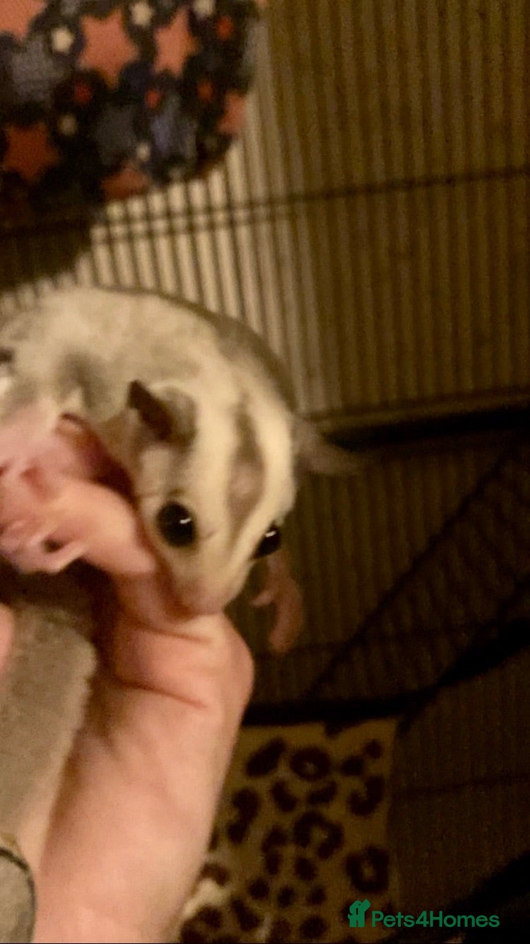 Sugar Glider rodents Baby sugar gliders ready now various price in add  - Advert 2