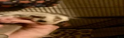 Sugar Glider rodents for sale: Baby leucistic sugar gliders ready now  - Advert 6