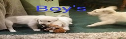 Golden Retriever dogs for sale: GOLDEN RETRIEVER PUPS - Advert 18