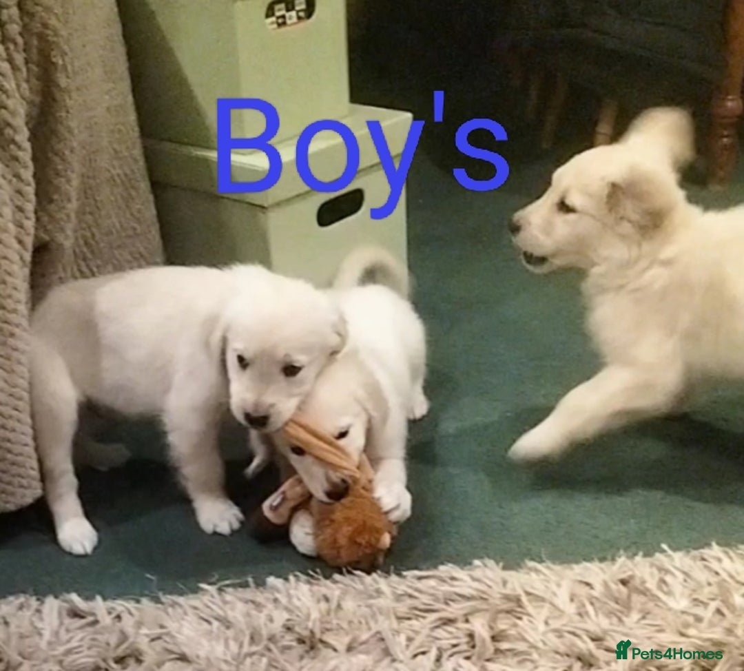 Golden Retriever dogs for sale: GOLDEN RETRIEVER PUPS - Advert 18