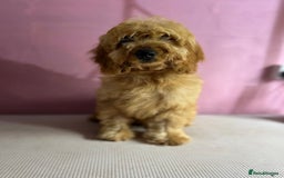 Cockapoo dogs for sale: Gorgeous F1 cockapoo  - Image 1