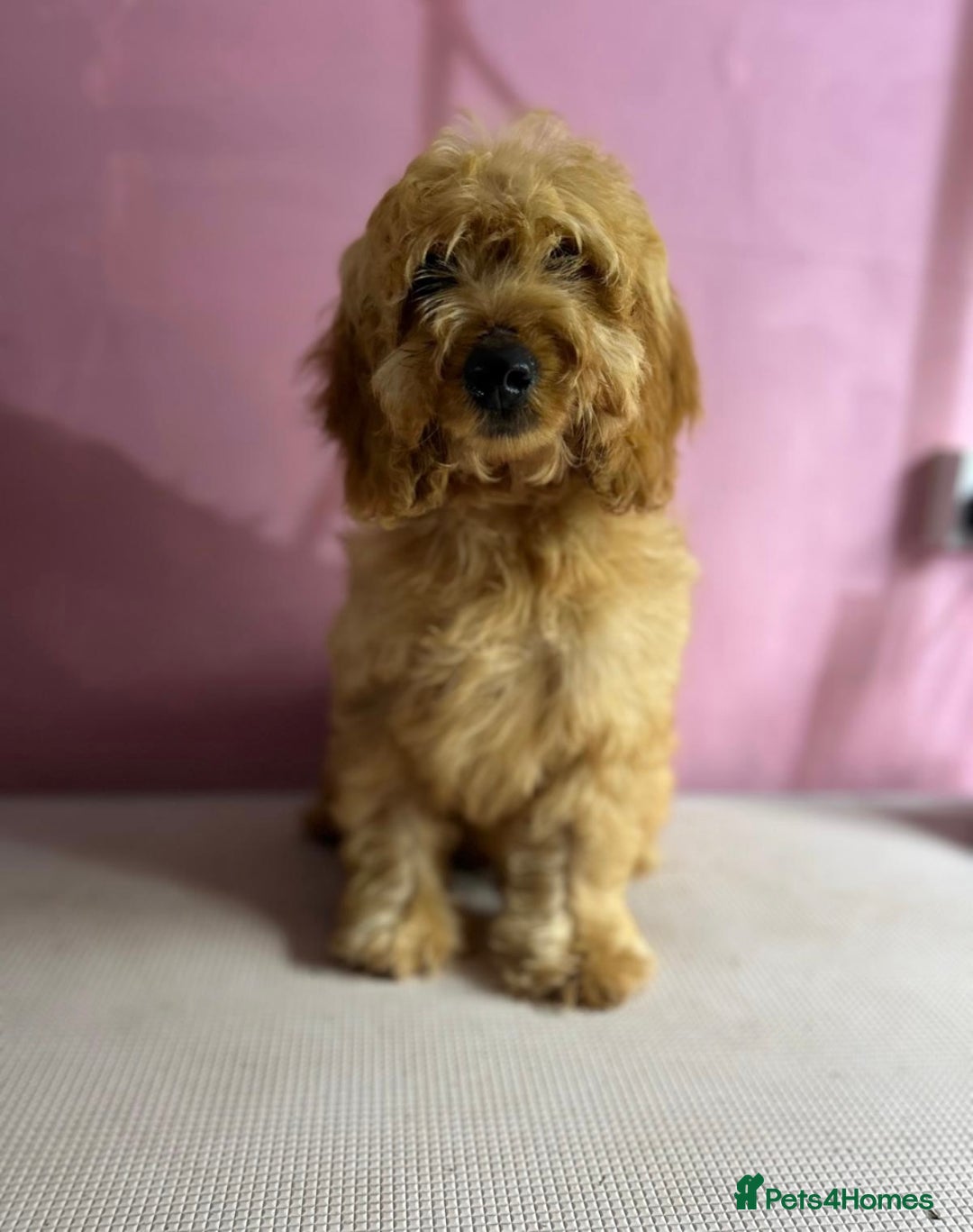 Cockapoo dogs for sale: Gorgeous F1 cockapoo  - Image 1