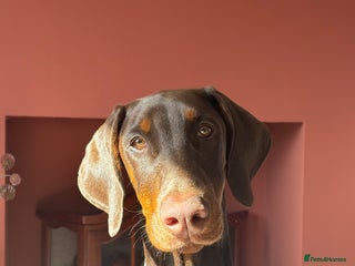 Dobermann dogs 5 Month Old Doberman Pup in Gloucester - Advert 6