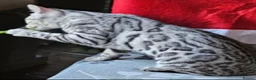 Bengal cats for sale: Outstanding Tica Show quality bengal kitten's - Advert 3