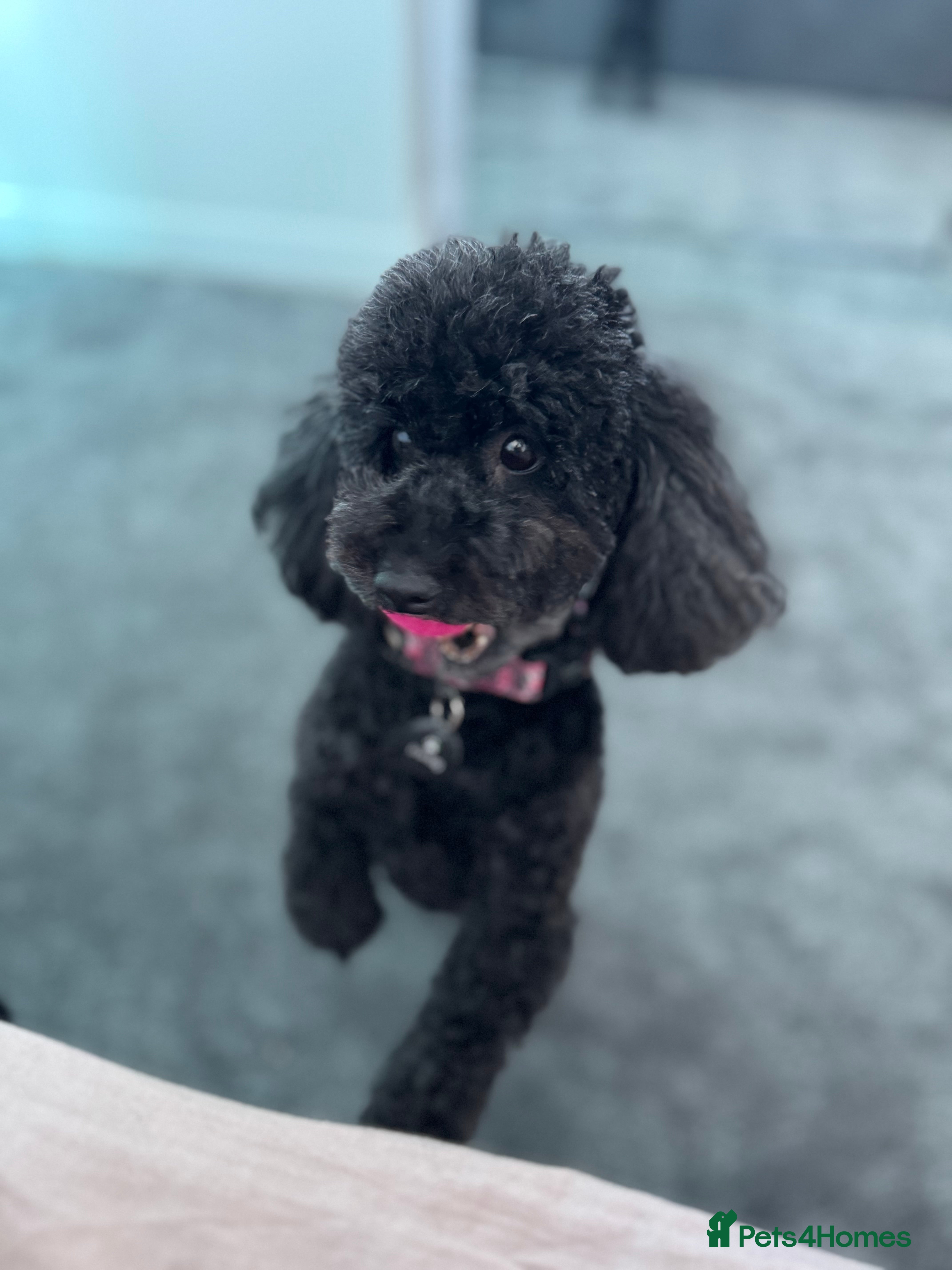 Toy Poodle dogs 2 black toy poodle girls - Advert 16