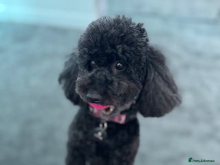 Toy Poodle dogs 2 black toy poodle girls - Advert 16