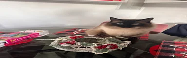 Ragdoll Kitten 1