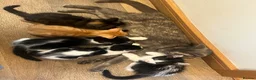 Mixed Breed cats for sale: Ready to leave now  - Advert 1
