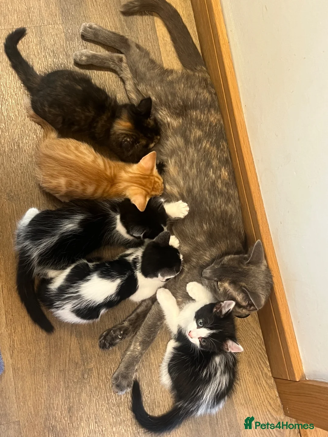 Mixed Breed cats for sale: Ready to leave now  - Advert 1
