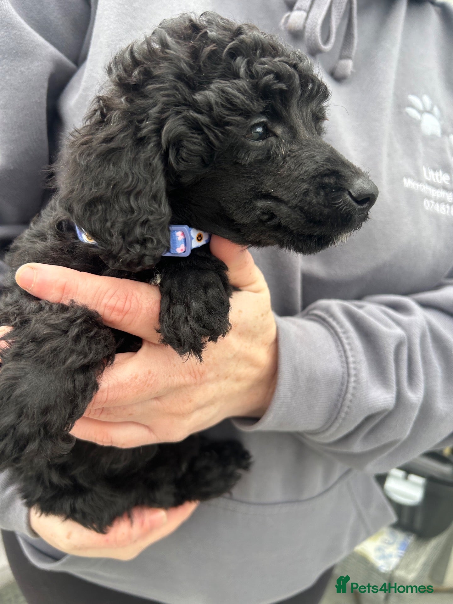 Miniature Poodle dogs for sale: 2 girl Miniature poodle puppies ready to leave  - Advert 12