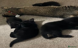 Mixed Breed cats for sale: 2 Female Kittens Ready now! Price reduced!! £40  - Image 11