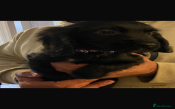 Cocker Spaniel dogs for sale: READY NOW Beautiful cocker spaniel puppies  - Advert 6