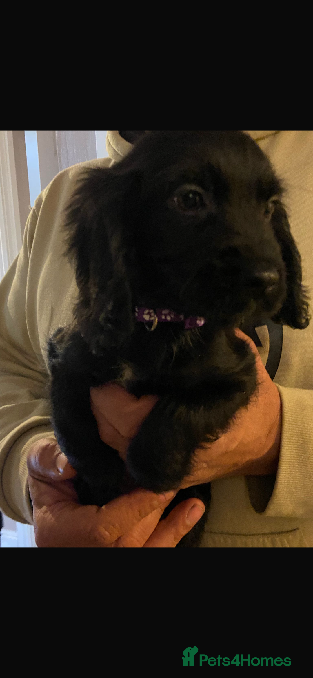 Cocker Spaniel dogs for sale: READY NOW Beautiful cocker spaniel puppies  - Advert 6