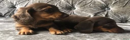 Miniature Dachshund dogs for sale: Miniature long haired dachshund READY NOW - Advert 16