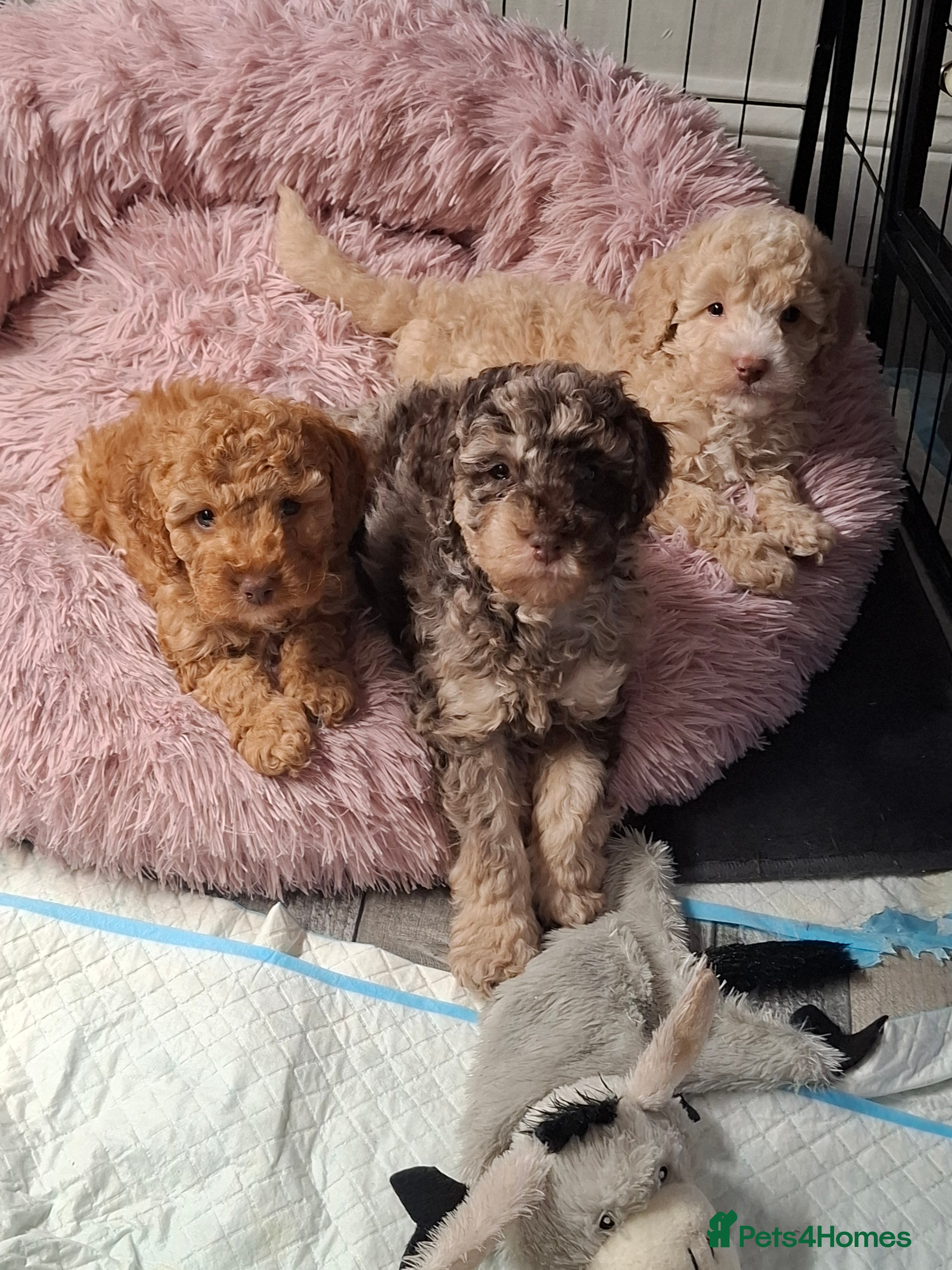 Cockapoo dogs 3 beautiful boys ready for their new homes - Advert 2