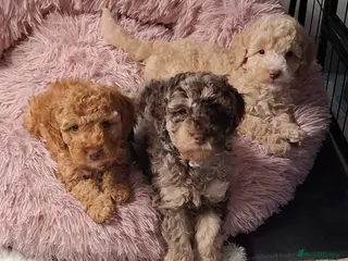 Cockapoo dogs 3 beautiful boys ready for their new homes - Advert 2