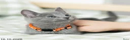Russian Blue cats for sale: Adorable Russian Blue Kittens. - Advert 8