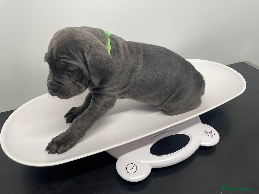 Cane Corso dogs for sale: CANE CORSO TOP QUALITY STRAJANO BLOODLINE FERMINTO - Advert 40