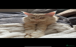 Maine Coon cats for sale: 4 big pure gorgeous Mainecoon boys  - Image 27